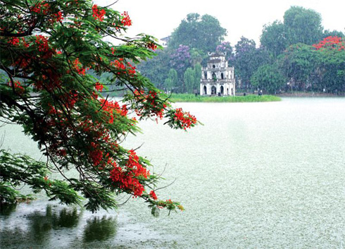 The Brilliant Flamboyant Flowers Of Sword Lake | Vietnam Travel News