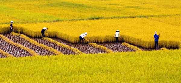 Terraced rice fields in Northern Vietnam areas | Best of Vietnam