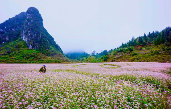 Buckwheat Flower in Ha Giang, Vietnam