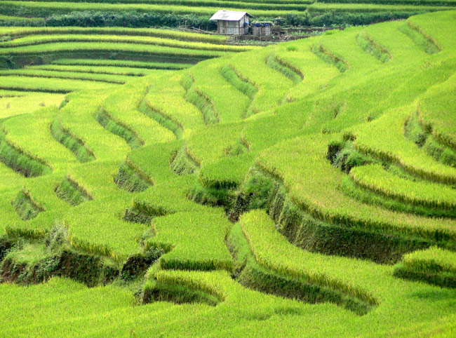 Beautiful Rice Fields During Harvesting Time In Northern Vietnam