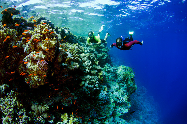 The best plus side of this activity might be having a chance to make friends with coral reefs and underwater organisms